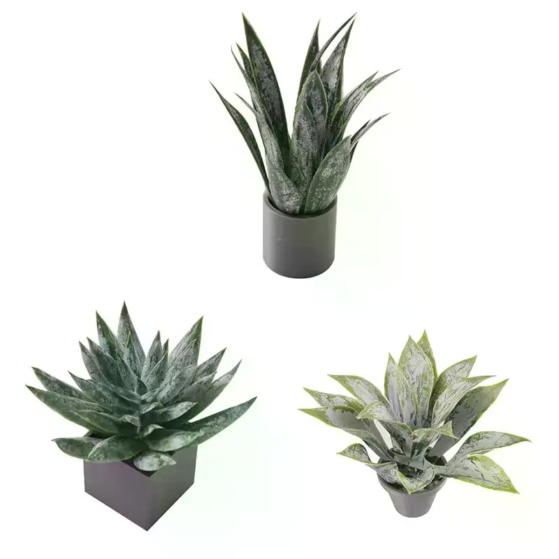 Miniature Aloe Vera Potted Pla - огляд і ціна Aloe Vera Pot