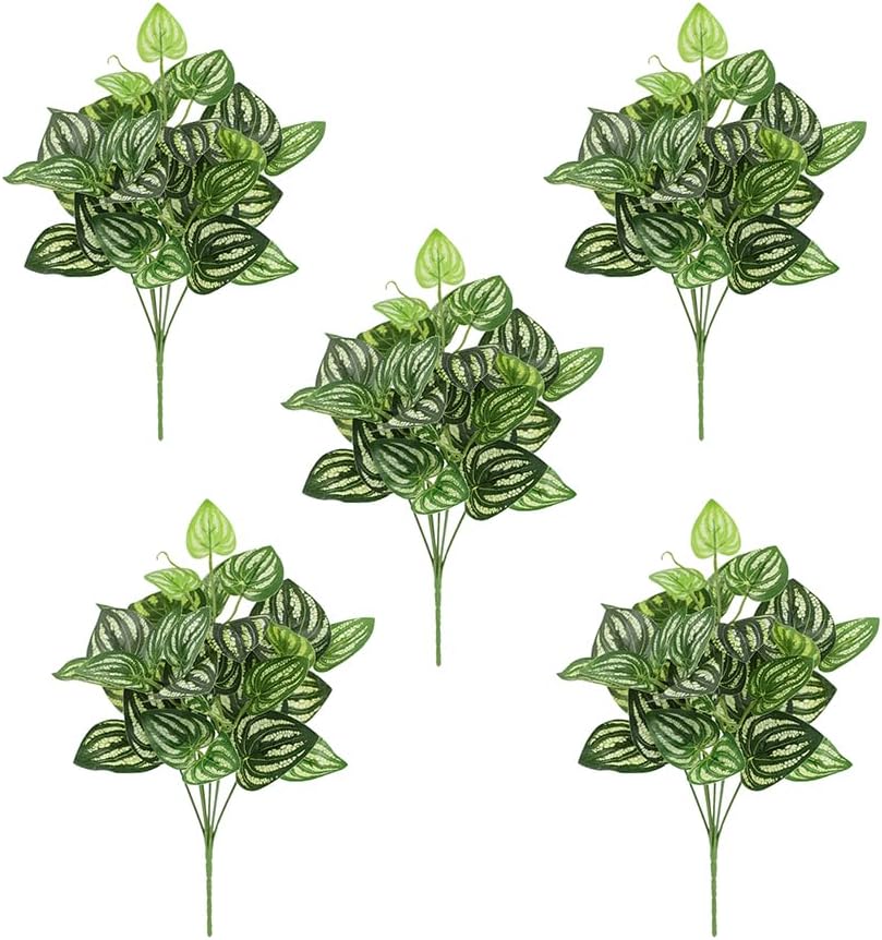 5Pcs Watermelon Peperomia Arti - огляд і ціна Peperomia Watermelon